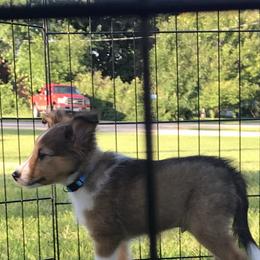 Shetland Sheepdog Puppies from Country Chic Shelties