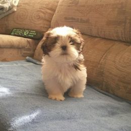 Shih Tzu Puppies from Sabar Shih-tzu