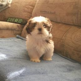 Shih Tzu Puppies from Sabar Shih-tzu