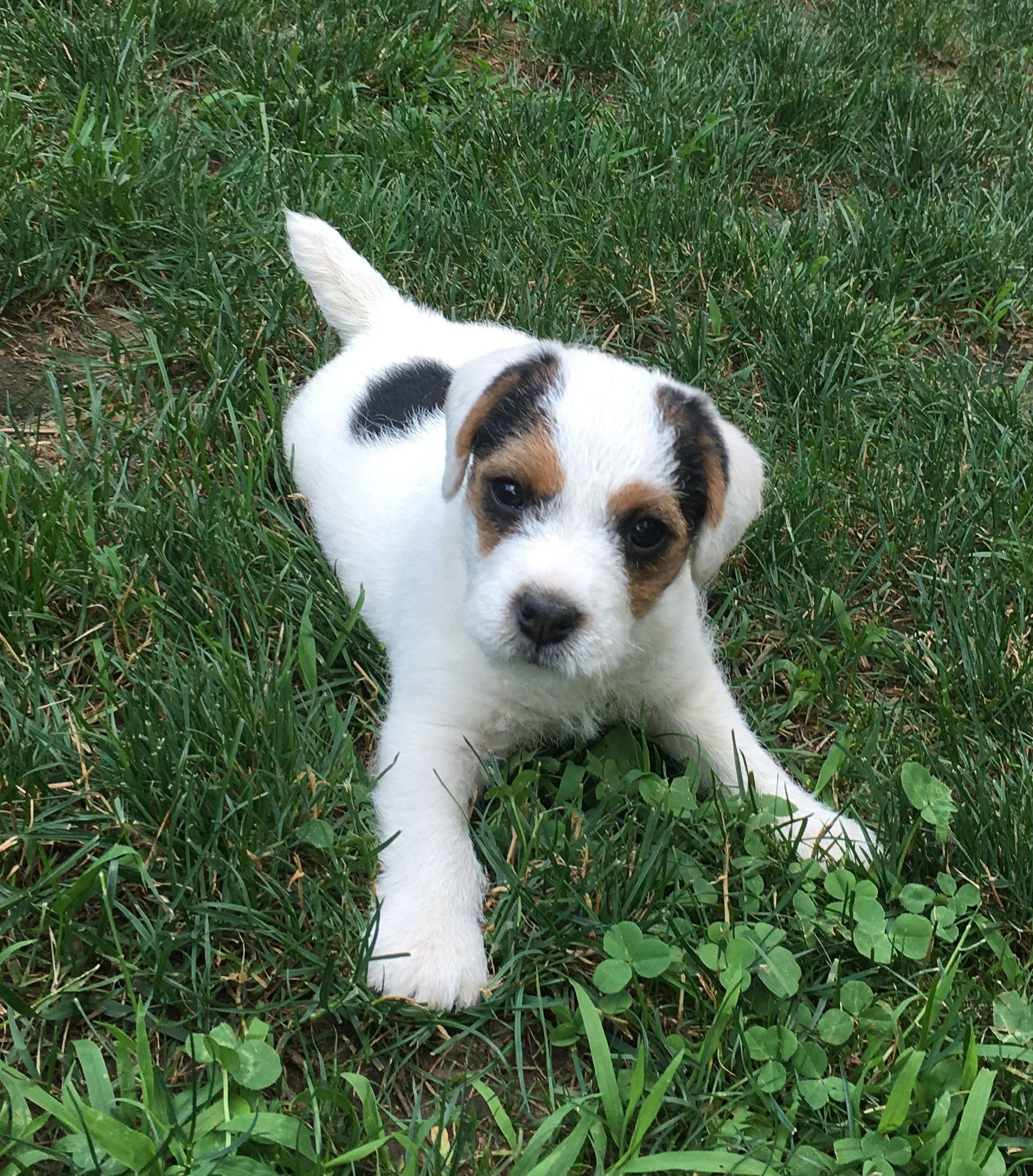 Huckle hill hot sale jack russell terriers