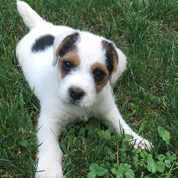 Jack Russell Terrier Puppies from Huckle Hill Jack Russell Terriers