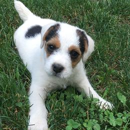 Jack Russell Terrier Puppies from Huckle Hill Jack Russell Terriers