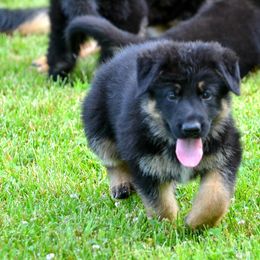 German Shepherd Puppies from Haus Morrisson German Shepherds