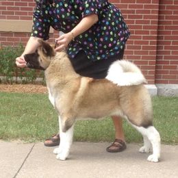 Akita All Grown Up from Shinto Akitas