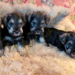 Miniature Schnauzer Puppies from Riversong Miniature Schnauzers 