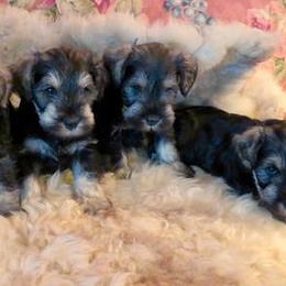 Miniature Schnauzer Puppies from Riversong Miniature Schnauzers 