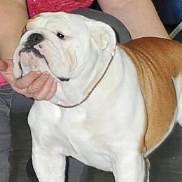 Rubee - Bulldog