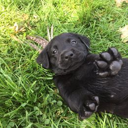 Rocky Ridge Labradors breeder of Labrador Retriever