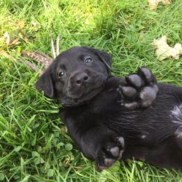 Rocky Ridge Labradors breeder of Labrador Retriever