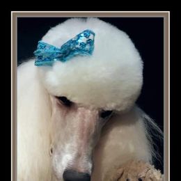 Poodle Puppies from Countryside Standard Poodles