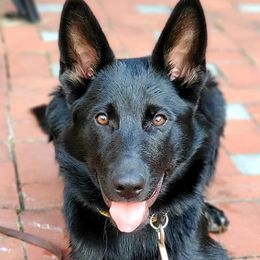 Peyote - German Shepherd