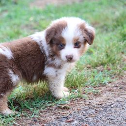 Rafter JM Aussies breeder of Miniature Australian Shepherd