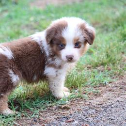 Rafter JM Aussies breeder of Miniature Australian Shepherd