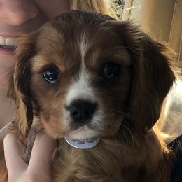Cavalier King Charles Spaniel Puppies from Hotchkiss Cavaliers