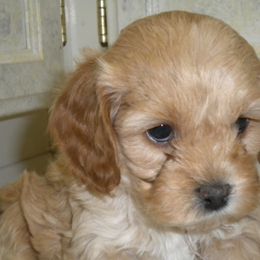 Cockapoo Puppies from Maranatha Cockapoos