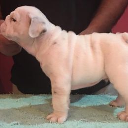Bullmastiff and Bulldog Puppies from River Region Bullies