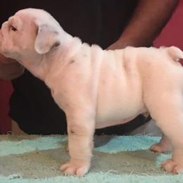 Bullmastiff and Bulldog Puppies from River Region Bullies