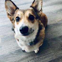 Tilly - Pembroke Welsh Corgi