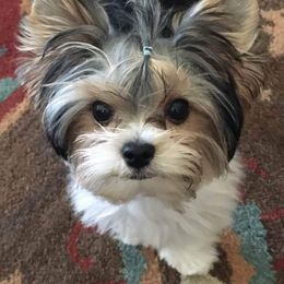 Biewer Terrier Puppies from Imperial BabyDoll Biewers