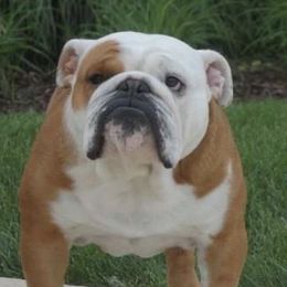 Ch. Artemis Keller - Bulldog