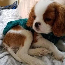 Cavalier King Charles Spaniel Puppies from Glenwood Cavaliers