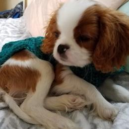 Cavalier King Charles Spaniel Puppies from Glenwood Cavaliers