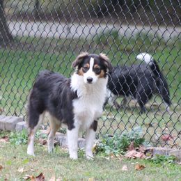 Francis - Miniature American Shepherd