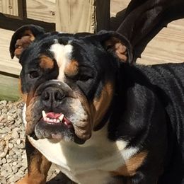 Alta Luna - English Bulldog