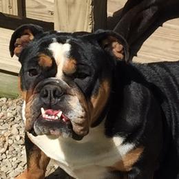 Alta Luna - English Bulldog