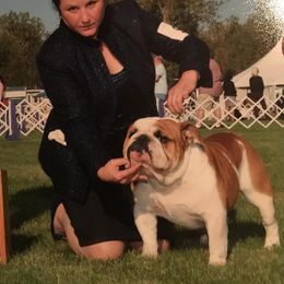 Sheldon - Bulldog
