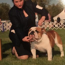 Sheldon - Bulldog