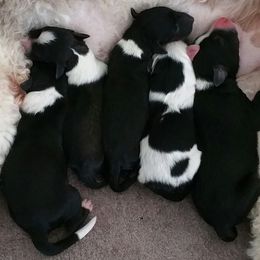 Sheepadoodle Puppies from Liberty Hill Sheepadoodles
