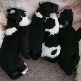 Sheepadoodle Puppies from Liberty Hill Sheepadoodles