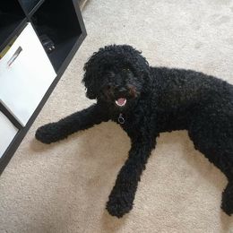 Goldendoodle and Labradoodle All Grown Up from Highland Sunrise Academy Stable and Kennel