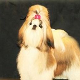 Tia - Shih Tzu