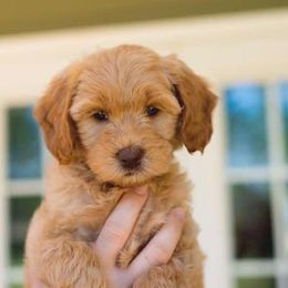 Labradoodle Puppies from Rainbow Row Labradoodles, LLC