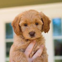 Labradoodle Puppies from Rainbow Row Labradoodles, LLC
