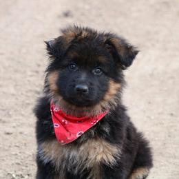 German Shepherd Puppies from Lost Creek German Shepherds