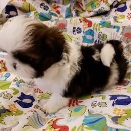 Shih Tzu All Grown Up from Carla Johnson