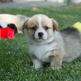 Pembroke Welsh Corgi Puppies from Half Hitch Corgis