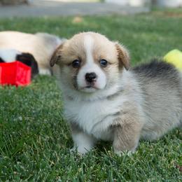 Pembroke Welsh Corgi Puppies from Half Hitch Corgis