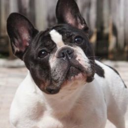 Bridget - French Bulldog