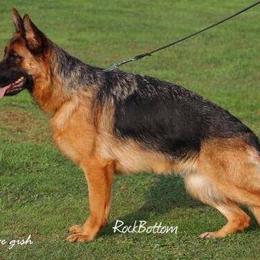 German Shepherd All Grown Up from Rock Bottom Ranch