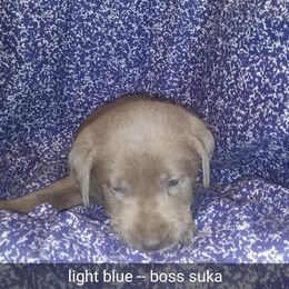 Australian Cattle Dog and Labrador Retriever Puppies from Trinity C Australian Cattle Dogs and Silver Labradors