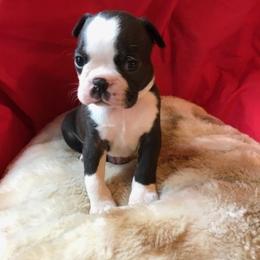 Boston Terrier Puppies from Sunwood Boston Terriers