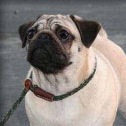 Covet - Pug