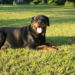 Harlee Vom Killianhaus - Rottweiler