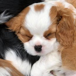 Comfort Cavaliers breeder of Cavalier King Charles Spaniel
