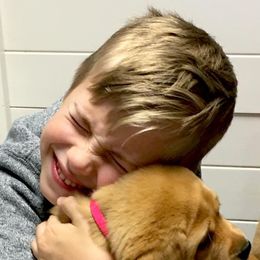 Laurkim Labradors breeder of Labrador Retriever