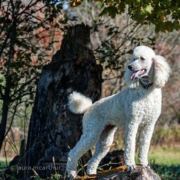 Poodle All Grown Up from Starfleet Poodles
